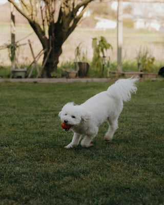 White dog running through grassy field with ball in mouth
