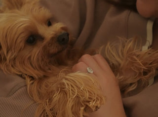 Small fluffy dog lying on its back while owner gently pets its chest

